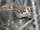 American Tree Sparrow