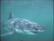 Cuddly Sharks (1996)