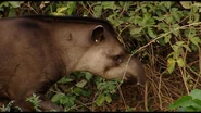 Jaguar Adventure with Nigel Marven (2008)