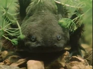 Life on Earth (1979)