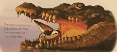 Nile Crocodile/Books | NatureRules1 Wiki | Fandom