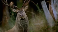 The Alps: Realm of the Golden Eagle (2001)