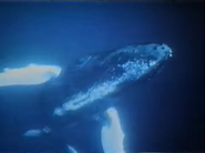 The Great Whales (1977)