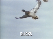 Wild Guess (1988)