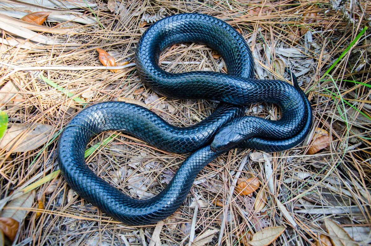 Eastern Indigo Snake