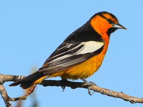 New World oriole - Wikipedia