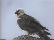 Amazing Animals (1996-1999)