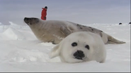 Arctic Exposure with Nigel Marven (2007)