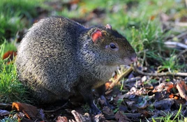Azarasagouti 1