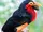 Bearded Barbet