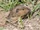 Botta's Pocket Gopher