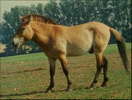Eyewitness (1994-1997)
