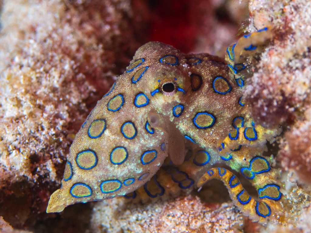 Wat is er mis rust Herrie Greater Blue-ringed Octopus | NatureRules1 Wiki | Fandom