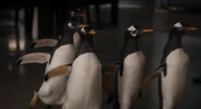 Mr. Popper's Penguins (2011)