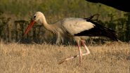 Wild Connection (2011)