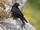 Alpine Chough