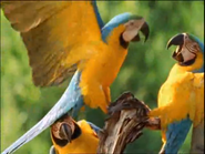 Jungle (2003)