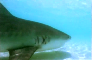 Secret Sharks (1998)