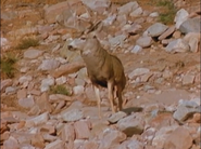 Wild America Great Escapes Mule Deer
