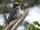 Black-backed Woodpecker