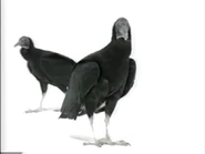 Amazing Animals (1996-1999)