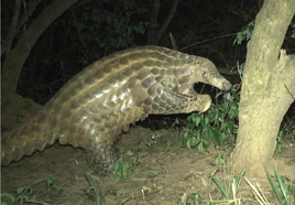 Giant-pangolin-caught-on-zoos-cameras