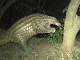 Giant Pangolin