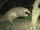 Giant Pangolin