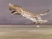 The Life of Birds (1998)