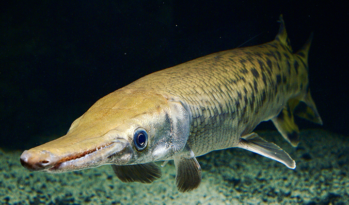 Alligator Gar, Feed and Grow Fish Wikia