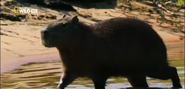 Wild Untamed Brazil (2014)