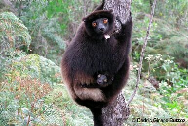 Northern Collared Lemming, Wild Kratts Wiki