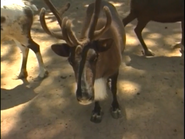 Animal Atlas (2004)