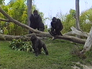 Animal Attractions: Amazing Tales from the San Diego Zoo (1997)