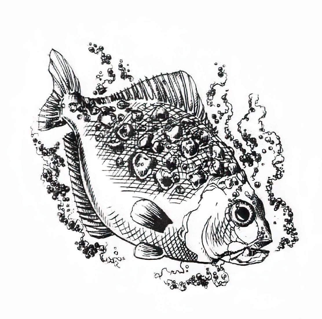 Hetfish | NatureRules1 Wiki | Fandom