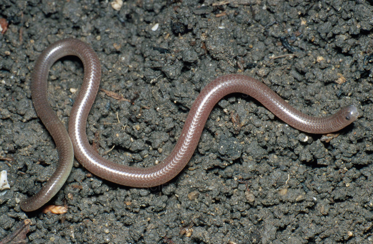 CategoryBlind Snakes NatureRules1 Wiki Fandom