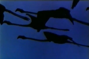 Sauvage Et Beau (1984)