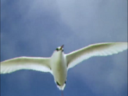 Water Birds (1952)