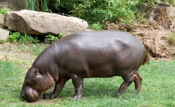 HIPPOさま ① Pygmy Hippopotamus | NatureRules1 Wiki | Fandom