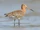 Black-tailed Godwit
