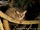 Brown Greater Galago