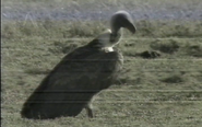 Africawatch (1989)