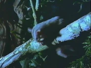 Bower Bird Blues (1997)