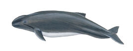 Burneister's Porpoise