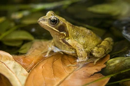 Common-Frog