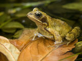 Common Frog
