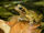 Common Frog