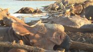 Dino Hunt: Canada (2014) “The Horned Dinosaur Mysteries”