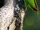 Blue-crowned Hanging Parrot