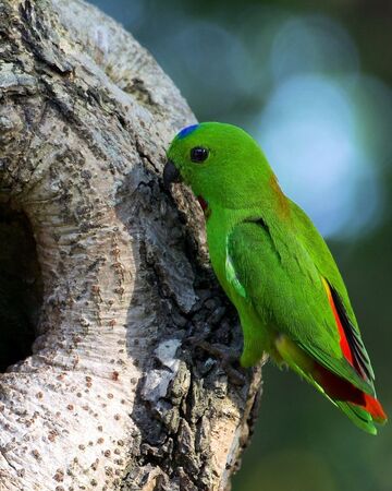 Blue Crowned Hanging Parrot Naturerules1 Wiki Fandom